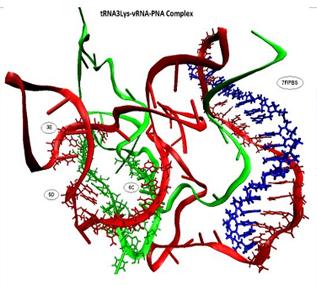 RNAi (siRNA) Simulations