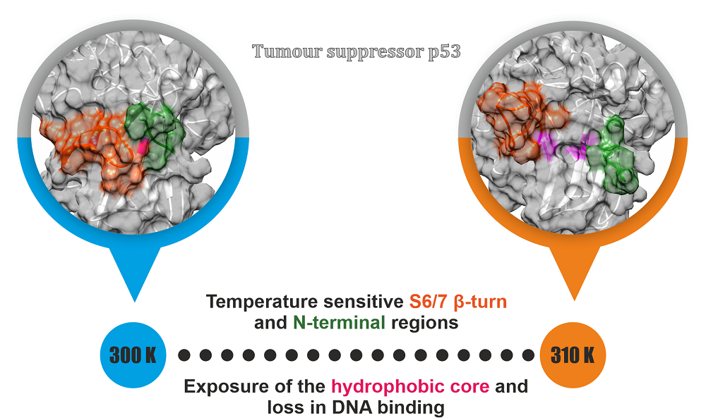 Cancer Protein Studies